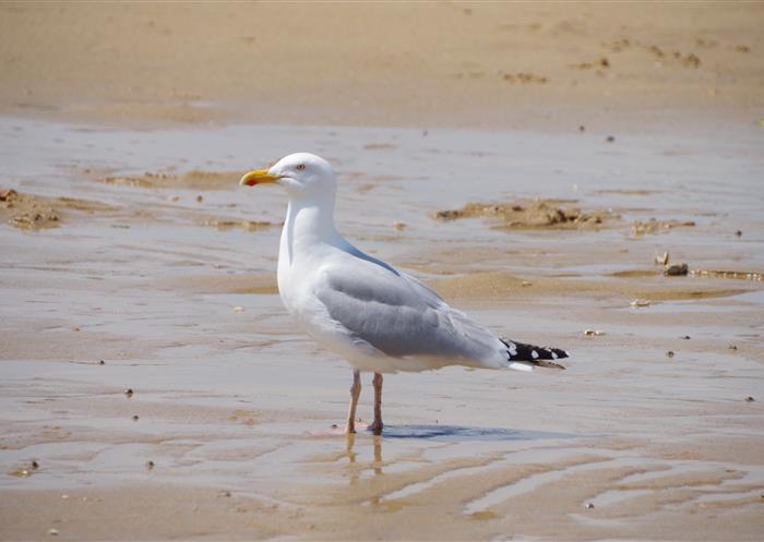 hotel des bains oleron